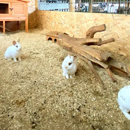 Victorhof Landurlaub Deine Auszeit Im Grünen, Umgeben Von Wald&wiesen * Monschau