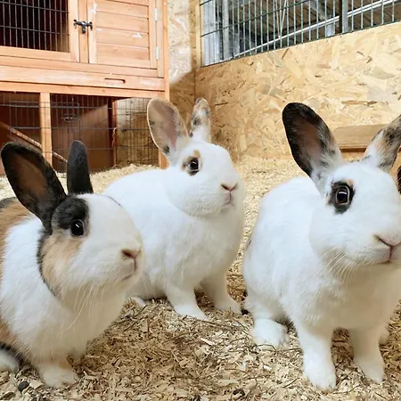 Apartment Victorhof Landurlaub Deine Auszeit Im Grünen, Umgeben Von Wald&wiesen Monschau