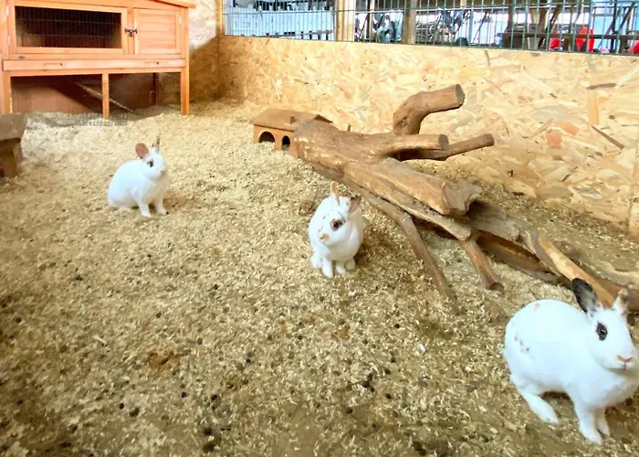 Victorhof Landurlaub Deine Auszeit Im Grünen, Umgeben Von Wald&wiesen * Monschau