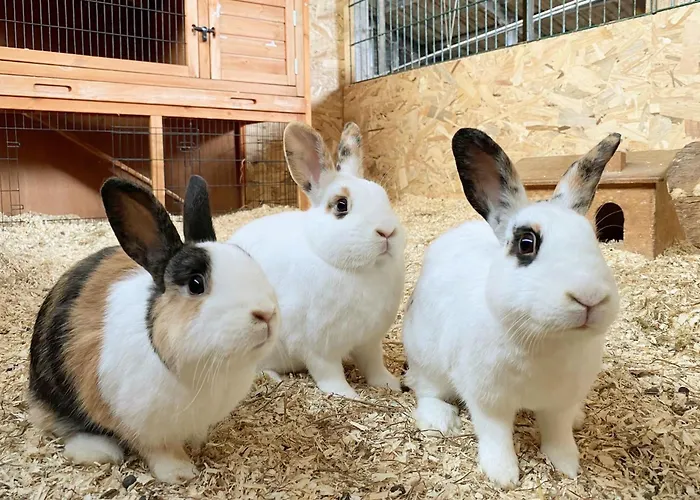 Апартаменты Victorhof Landurlaub Deine Auszeit Im Gruenen, Umgeben Von Wald & Wiesen Моншау